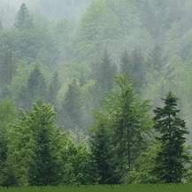 This is the ESG photo that shows a large amount of trees.