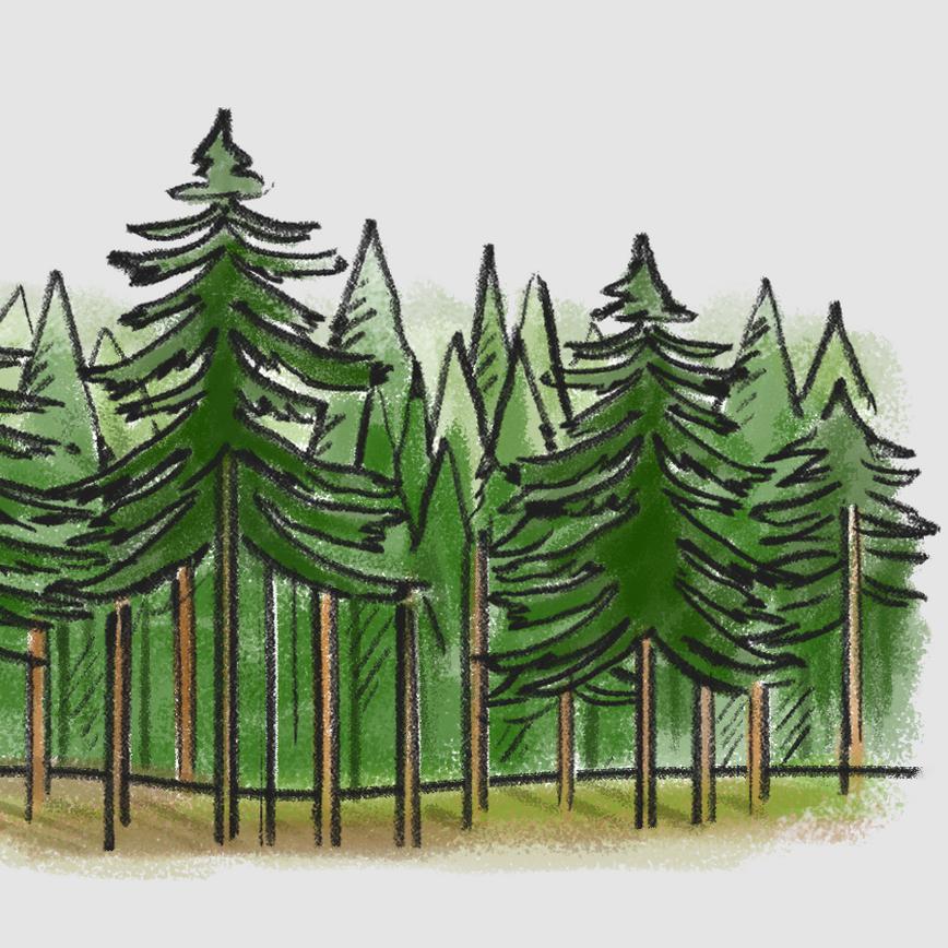 Illustration of trees for FSC Approval